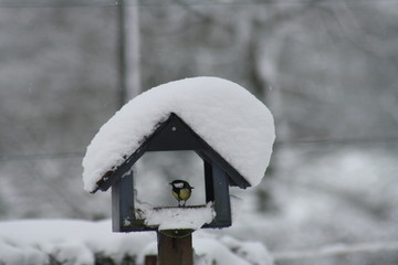 neige