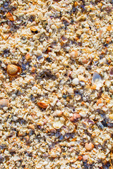 Different small shells. Nature background
