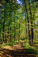 Forest  landscape. Forest road