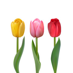 Set of colorful tulips