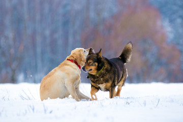 Two playful dogs playing outdoors in the snowy field in winter. Labrador retriever with mongrel dog enjoying snow