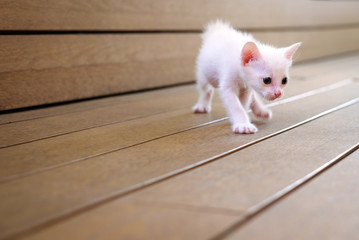 White kitten so happy after eating goat milk. 