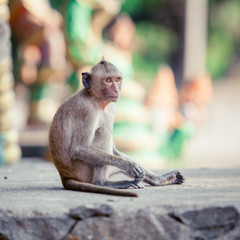 Portrait of  brown macaque monkey sitting on  road