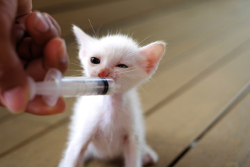 Hand-feeding a cute orphaned baby white kitten with milk replacer in a syringe, Thailand.