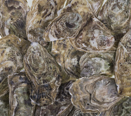 oysters, sea shells background © serikbaib