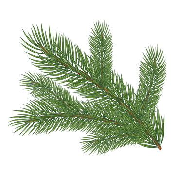 Green lush spruce branch