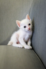 Sleepy white kitten be comfortable on gray sofa after eating goat milk.