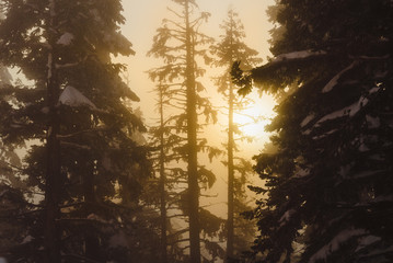Sun Kisses Winter Fog Through the Trees