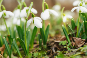 Snowdrops greeting card