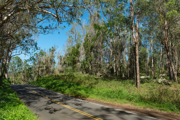 road through an eucalyptus forest maui hawaii