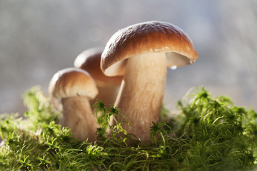 Боровики растут на зеленом мху.