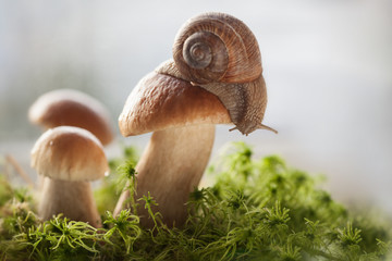 Виноградная улитка сидит на белом грибе.