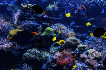 Obraz na płótnie Canvas underwater background. Underwater scene. Underwater world. Underwater life landscape