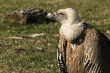 Griffon vulture