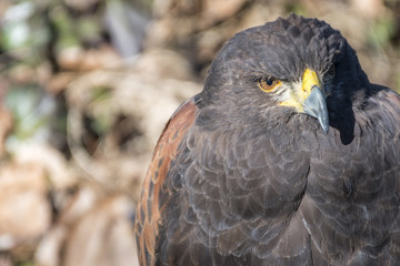 Bird of prey used in falconry