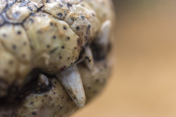 Close-up of the teeth of a crocodile
