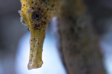 Detail of the head of a Caribbean seahorse