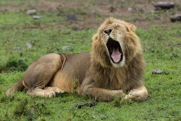 Naklejka na ściany i meble a yawning male lion on the grasslands of the Maasai Mara