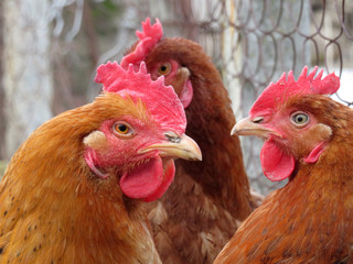 Chickens on the poultry farm. Domestic hen