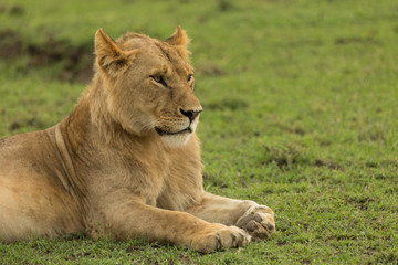 Fototapeta na wymiar lion resting on the grasslands of the Maasai Mara