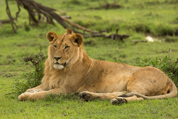 Naklejka na ściany i meble lion resting on the grasslands of the Maasai Mara