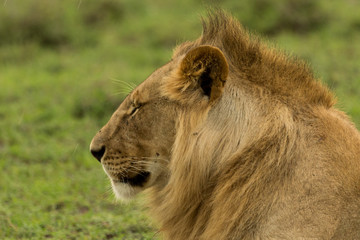 lion resting on the grasslands of the Maasai Mara