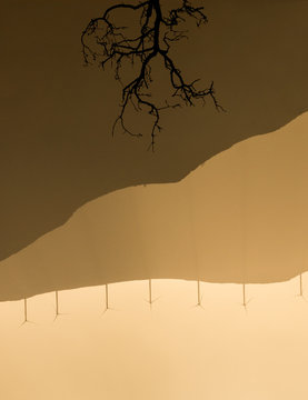 Leafless tree and modern windmills