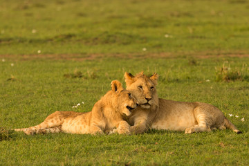 Fototapeta na wymiar two lions resting together on the grasslands of the Maasai Mara