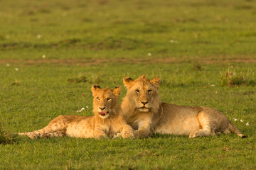 Fototapeta na wymiar two lions resting together on the grasslands of the Maasai Mara