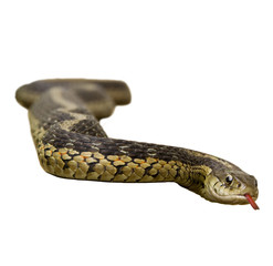 Garter Snake on White