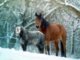 Fototapeta na wymiar Horse in winter