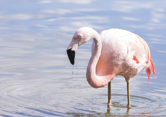 flamingo