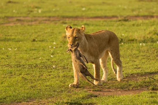 A Lioness Carries Her Baby Warthog Kill Across The Grasslands Of The Maasai Mara Stock Photo Adobe Stock