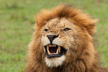 Obraz na płótnie Canvas closeup of a male lion yawning on the grasslands of the Maasai Mara