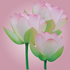 Kwiat lotosu, trzy kwiaty na różowym tle. 