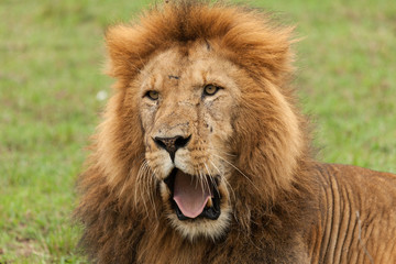 closeup of a male lion yawning on the grasslands of the Maasai Mara