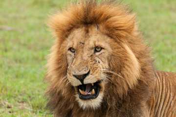 closeup of the head of a male lion on the grasslands of the Maasai Mara