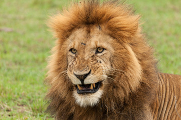 Fototapeta na wymiar closeup of the head of a male lion on the grasslands of the Maasai Mara