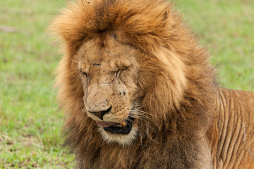 closeup of a male lion yawning on the grasslands of the Maasai Mara
