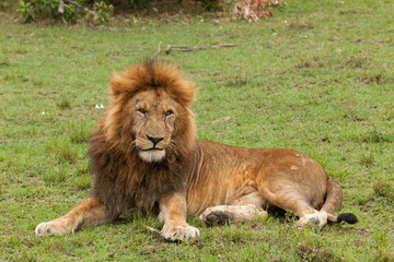 Obraz na płótnie Canvas a male lion resting on the grasslands of the Maasai Mara