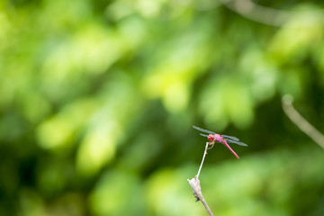 Dragonfly On Branch