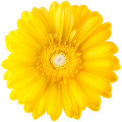 Yellow gerbera flower isolated on white background