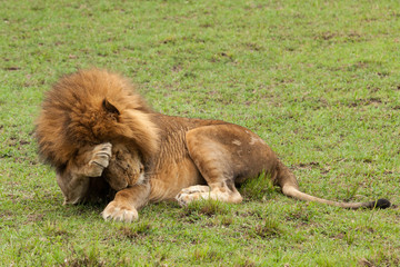 Obraz na płótnie Canvas a male lion rubs his eyes while lying on the grasslands of the Maasai Mara