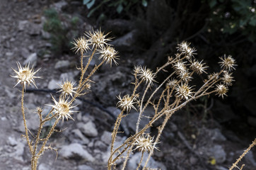 still life of dried flowers on the background of the gray background, from the flowers there were only the flowerhead in the form of golden stars