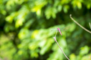 Dragonfly On Branch