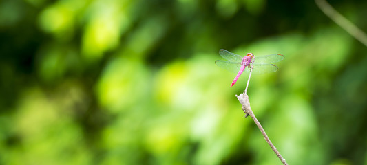 Dragonfly On Branch