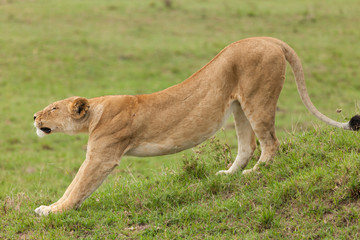 Fototapeta na wymiar lioness stretching on the grasslands of the Maasai Mara