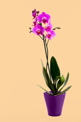 violet flower, orchid in a pot . Spring time, blossom and Flower gift