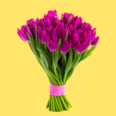 purple tulips on a yellow background, spring greeting card