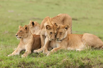 Crédence de cuisine en verre imprimé Lion a pride of lions relaxing on the grasslands of the Maasai Mara